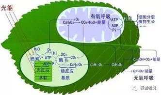 八字中木元素缺失，究竟会对个人运势带来哪些具体影响呢？