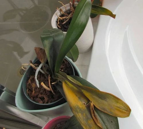 家里养的植物发黄了怎么办,家里植物dou黄了是风水不好吗