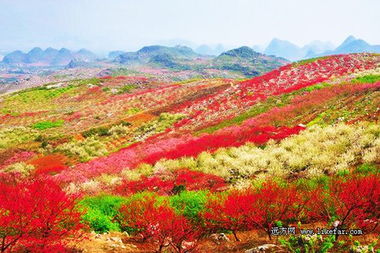 恭城的桃花节