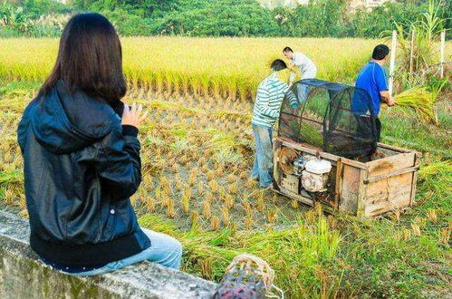 女人梦见地上晒满谷子的五行解析