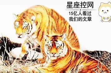 2026年属虎的人感情运势如何，夫妻俩的运势又意味着什么？