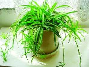 公司大门种植花风水,公司大门种什么植物好