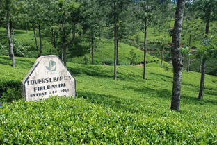 茶园一日游：值得吗？