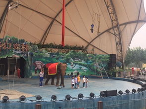 五、东莞香市动物园（大象与小马的交响曲）