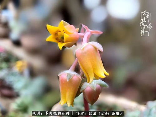 万紫千红打一生肖，万紫千红总是春打一生肖指的是什么生肖？