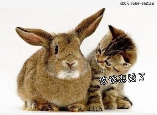 兔：机智与灵活