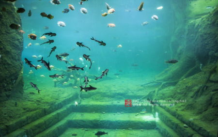 珠海长隆海洋王国：看鱼还是看人？