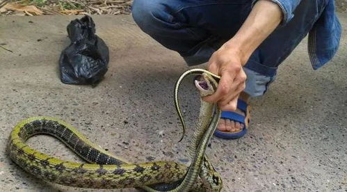 那东西夜晚， 我听到了画蛇添足的笑声