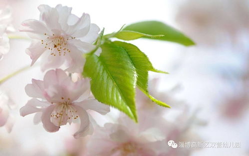 当懒癌遇上桃花