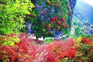 双龙湾：桃花与土鸡的修罗场
