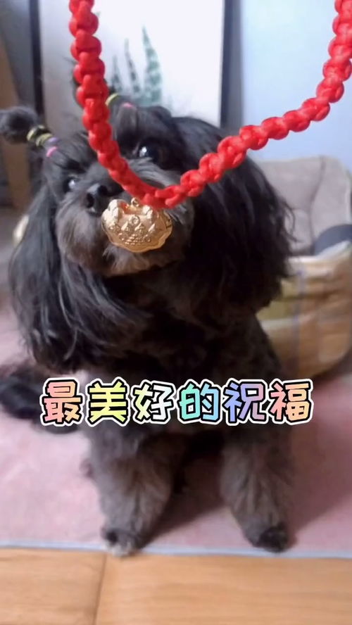 2026狗犯太岁戴什么饰品？2024狗冲太岁饰品戴哪只手有何寓意？