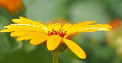 第四招：鲜花常开