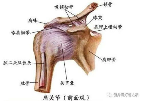 肩膀疼到前胸怎么办,肩膀疼前胸疼是怎么回事儿