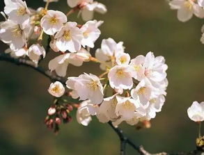 春天（3-5月） - 花海里泡着还是躲清明？