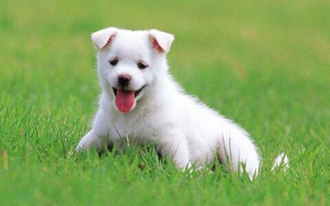 2026年属狗搬家吉日是哪一天？7月搬厂黄道吉日一览表推荐？