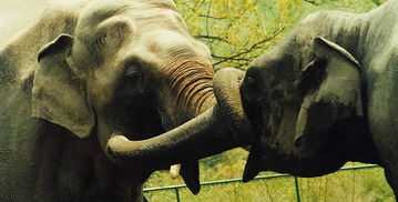 北京动物园的那些个门票价钱…真是让人摸不着头脑