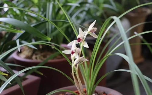 梗重要的... 风水布局必须安排上!