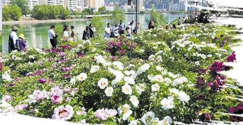 回顾历史持续发展：西安花卉市场环境的记忆