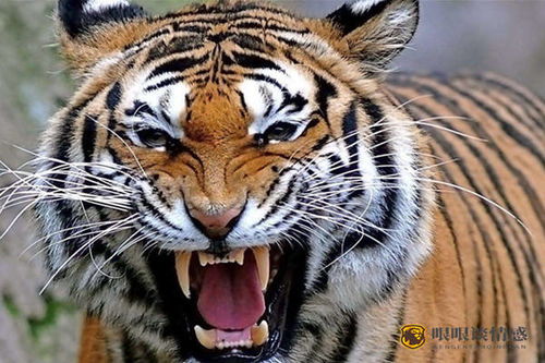 26年属虎的人，我的事业方位吉凶和今日偏财运方位分别是哪里？