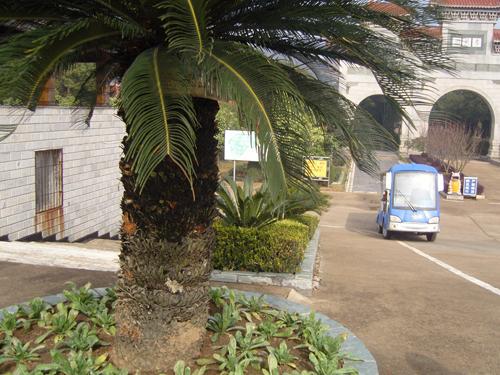 家里风水门口适合种植哪种铁树？