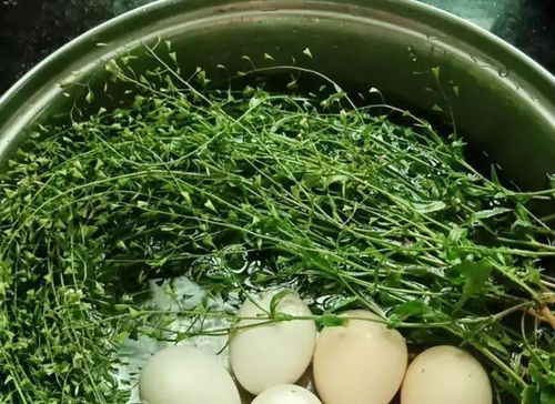 二、  风水角度下的食物属性