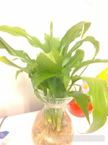 梦见种植绿色植物和花草预示着什么含义？