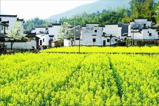 婺源油菜花的魅力