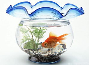 摆放位置？放哪儿都碍事！