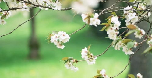 属鼠的朋友：偷偷摸摸发财