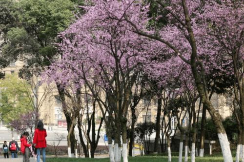 哎呀，春天来啦！到底去哪儿赏花了？