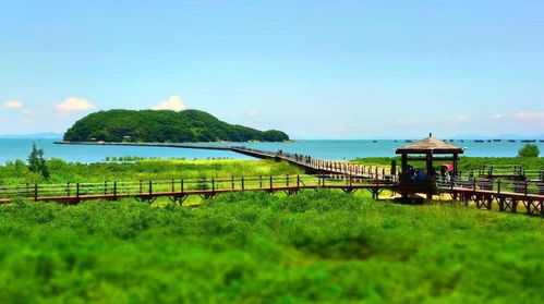 红树林湿地公园——绿色迷宫