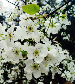 2.3 梨花小道——白雪皑皑（不是雪）