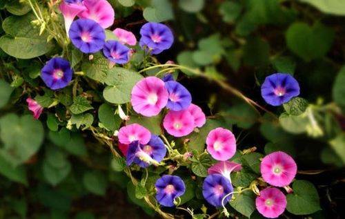 牵牛花象征哪个生肖？其代表数字有何寓意？