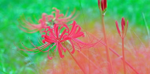生年桃花属哪个生肖？桃花生肖代表什么含义？