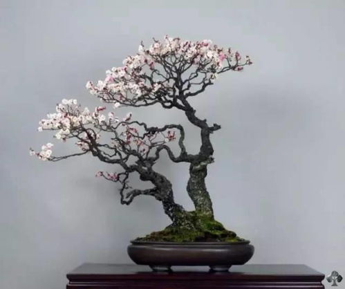 客厅梅花盆景风水,客厅养梅花吉利吗