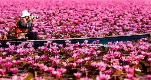 1. 花神之泪：关于月季花的传说