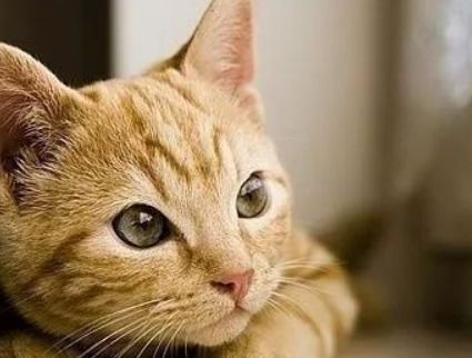 女人梦到猫预示着什么含义或象征？