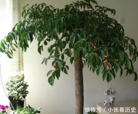 客厅植物界的四大天王
