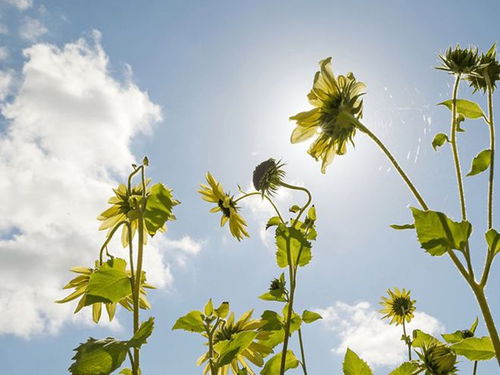 垂叶榕：这玩意儿到底有啥用？
