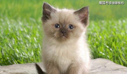 2026年招财猫摆放指南