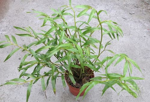 马鞭石斛怎么种植,马鞭石斛怎么种植