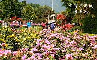 1. 震撼人心的月季大军