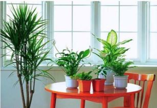 家里花盆摆放有讲究吗,家里花盆摆放有讲究吗