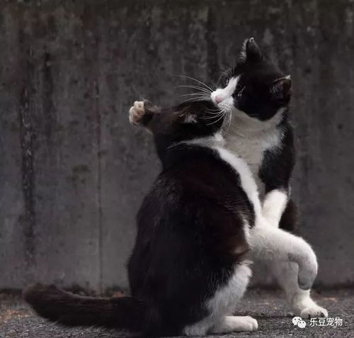 途中奇遇：流浪猫与神秘老人
