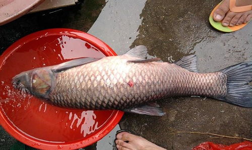 青鱼最致命的饵料配方是什么？有没有钓鱼鱼料配方推荐？