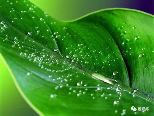 风水岩石上长植物好不好,风水岩石上长植物好不好