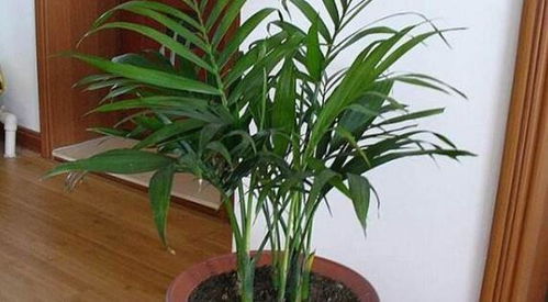 家里适合养榕树吗风水好吗,家里适合养榕树吗风水好吗