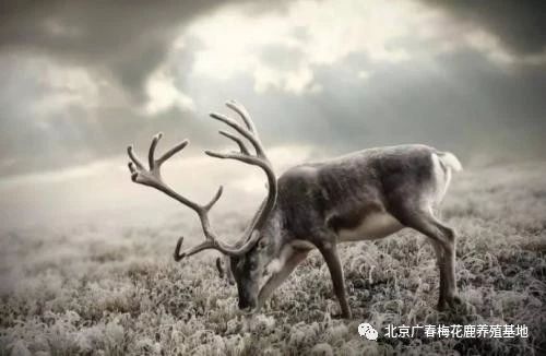 梅花鹿有哪些寓意？