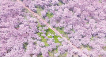 平坝樱花节门票免费，浪漫之旅无压力