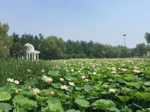 石家庄遛娃圣地大起底！看完这篇你绝对会怀疑人生